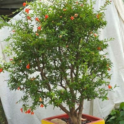 Dwarf Pomegranate