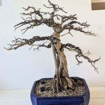 Tiger Bark Fig
