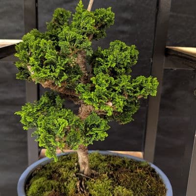 Hinoki Cypress