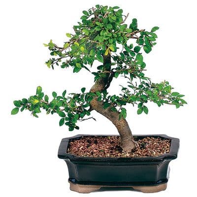 Chinese Elm