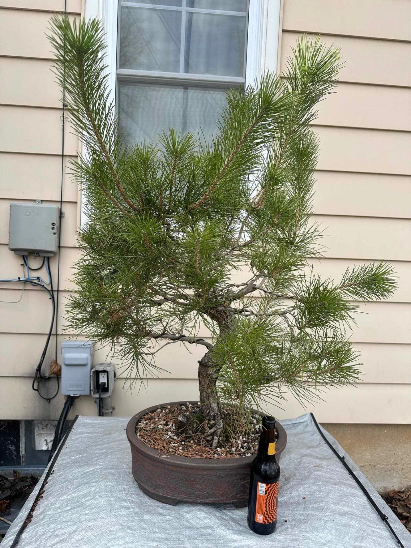 Japanese Black Pine