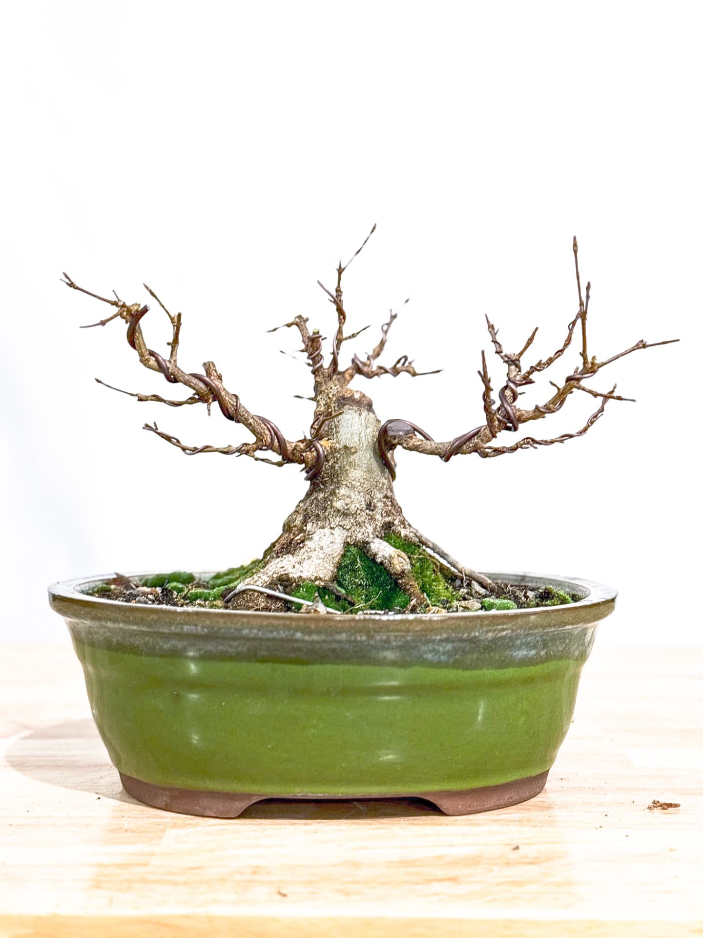 Trident Maple