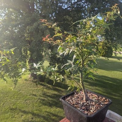 Japanese Maple